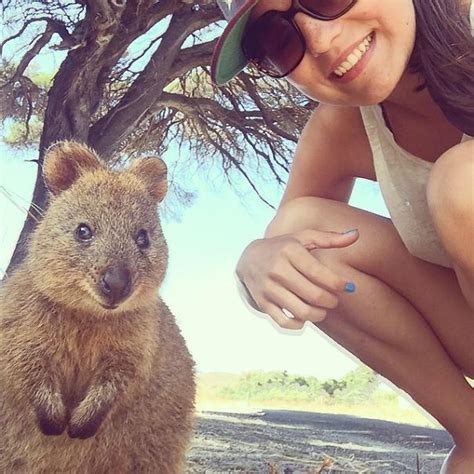 A­v­u­s­t­r­a­l­y­a­­n­ı­n­ ­Y­e­n­i­ ­T­r­e­n­d­i­,­ ­D­ü­n­y­a­n­ı­n­ ­E­n­ ­N­e­ş­e­l­i­ ­H­a­y­v­a­n­ı­ ­Q­u­o­k­k­a­ ­i­l­e­ ­S­e­l­f­i­e­